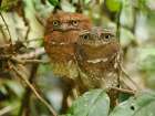 Sri Lanka frogmouth, Sri Lanka, South Asia Art Print